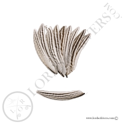 Faisan Argenté - Petite Plumes d'Ailes - Lords of Rivers