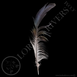 Hokki Bleu - Plume de Queue Centrale Type 2 - Lords Of Rivers