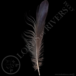 Blue Eared Pheasant - Center Tails Type 3 - Lords Of Rivers