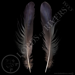 Blue Eared Pheasant - Center Tails Type 3 - Lords Of Rivers