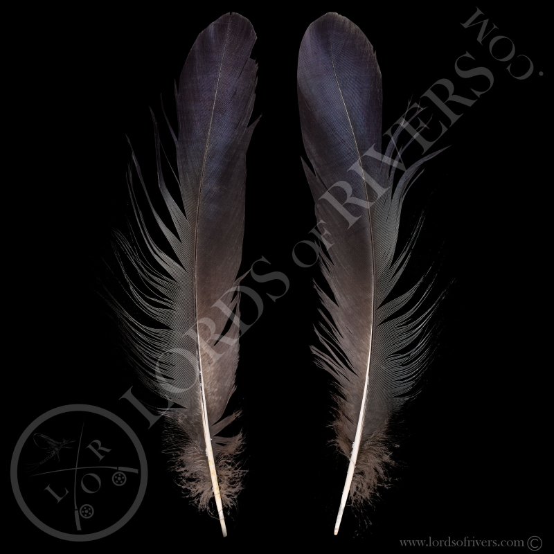 Blue Eared Pheasant - Center Tails Type 3 - Lords Of Rivers