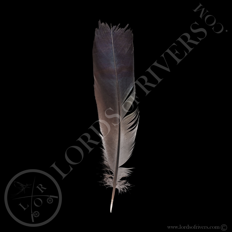 Hokki Bleu - Plume de Queue Centrale Type 4 - Lords Of Rivers