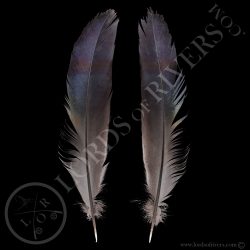 Hokki Bleu - Paire de Plume de Queue Centrale Type 4 - Lords Of Rivers