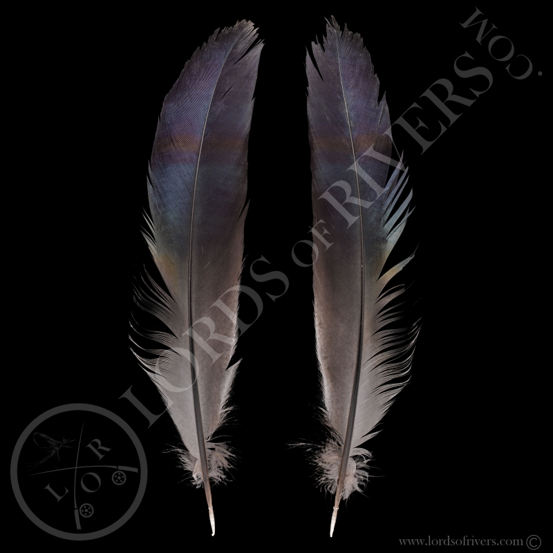 Blue Eared Pheasant - Paired Center Tails Type 4 - Lords Of Rivers