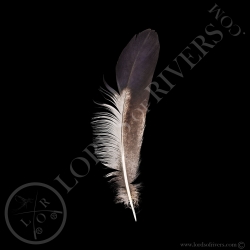 Hokki Bleu - Plume de Side Tails Type 1 - Lords Of Rivers