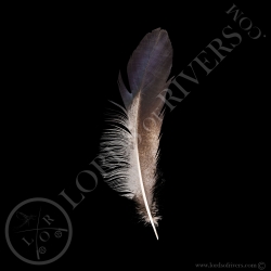 Blue Eared Pheasant - Side Tails Type 2 - Lords Of Rivers