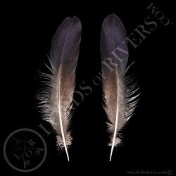 Hokki Bleu - Paire de Plume de Side Tails Type 2 - Lords Of Rivers