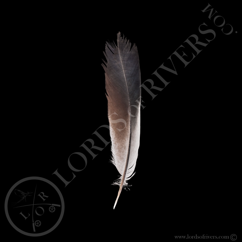 Hokki Bleu - Plume de Side Tails Type 3 - Lords Of Rivers