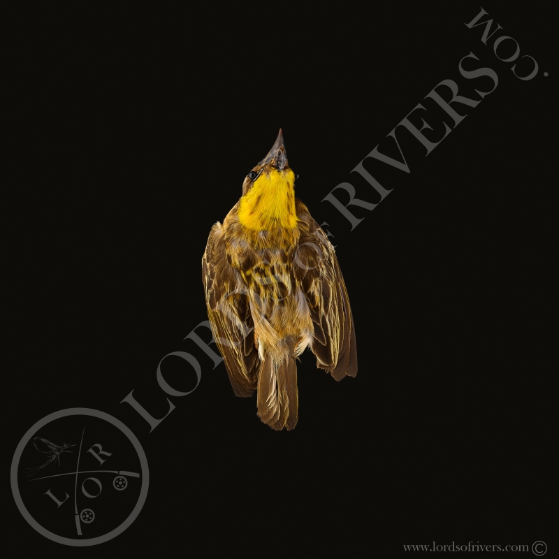 Baya Weaver - Full Skin - Taxidermy - Milliner - Lords Of Rivers