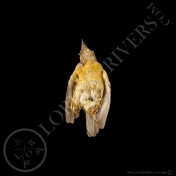 Tisserin Baya - Taxidermie - Modiste  - Lords Of Rivers