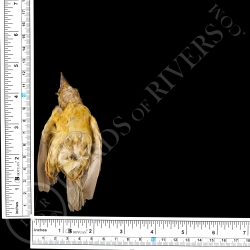 Baya Weaver - Full Skin - Taxidermy - Milliner - Lords Of Rivers