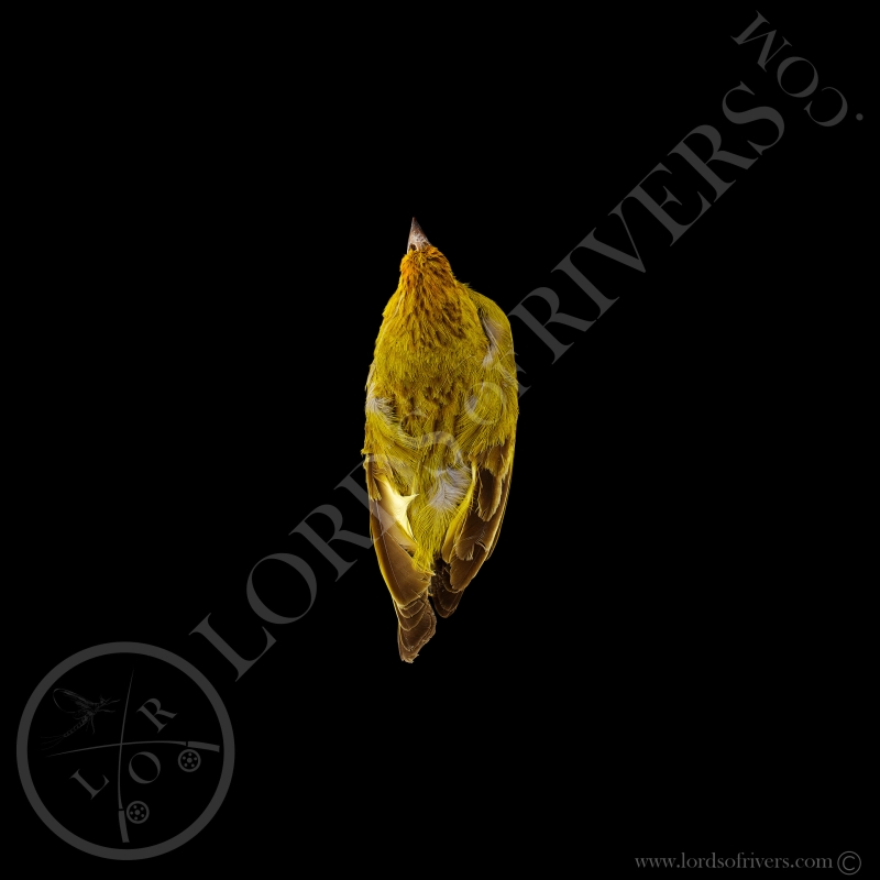Puna Yellow Finch - Full Skin - Taxidermy - Milliner - Lords Of Rivers