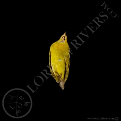 Puna Yellow Finch - Full Skin - Taxidermy - Milliner - Lords Of Rivers