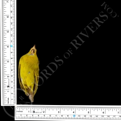 Puna Yellow Finch - Full Skin - Taxidermy - Milliner - Lords Of Rivers
