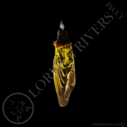 Tisserin A Tête Noire - Taxidermie - Modiste  - Lords Of Rivers