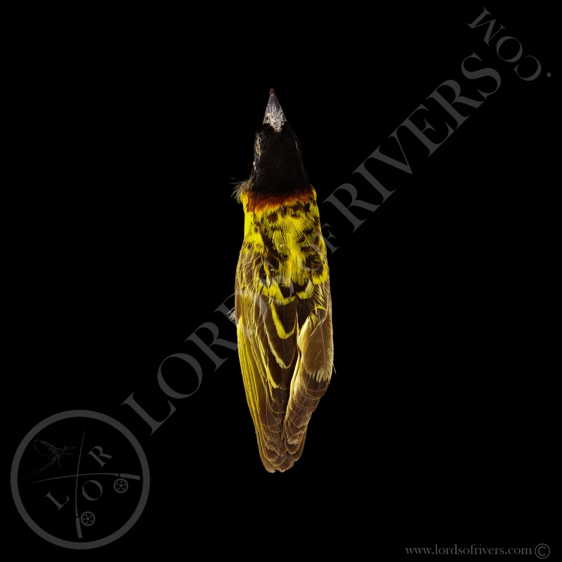 Tisserin A Tête Noire - Taxidermie - Modiste  - Lords Of Rivers