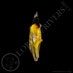 Tisserin A Tête Noire - Taxidermie - Modiste  - Lords Of Rivers