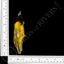 Black-headed Weaver - Full Skin - Taxidermy - Milliner - Lords Of Rivers
