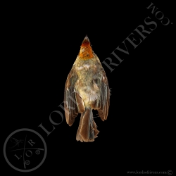 Scrub Tanager - Full Skin - Taxidermy - Milliner - Lords Of Rivers