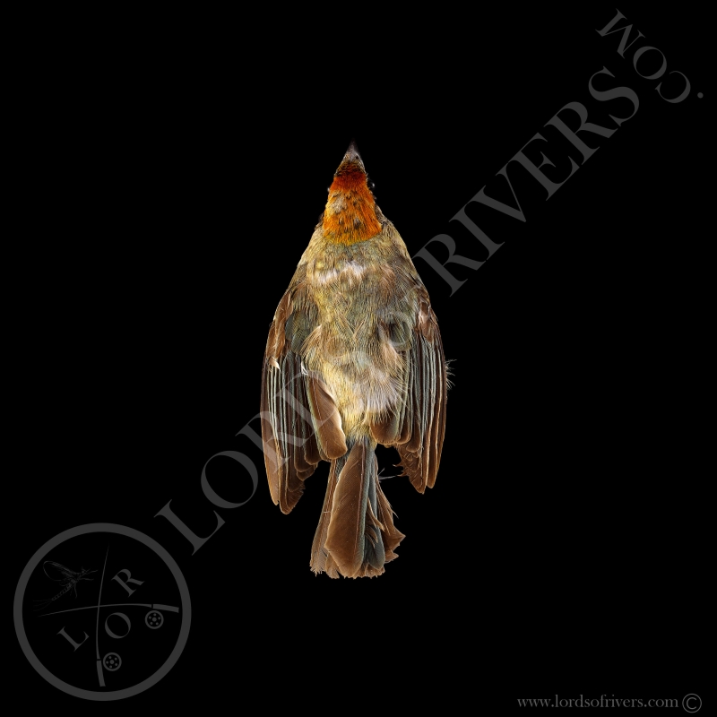 Scrub Tanager - Full Skin - Taxidermy - Milliner - Lords Of Rivers