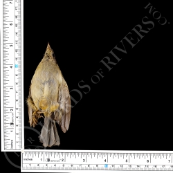 Scrub Tanager - Full Skin - Taxidermy - Milliner - Lords Of Rivers