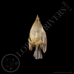 Scrub Tanager - Full Skin - Taxidermy - Milliner - Lords Of Rivers