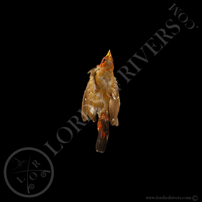 Red Avadavat - Full Skin - Taxidermy - Milliner - Lords Of Rivers