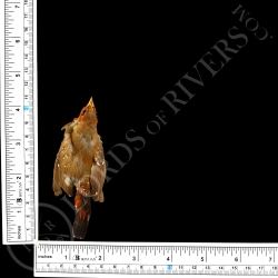 Red Avadavat - Full Skin - Taxidermy - Milliner - Lords Of Rivers