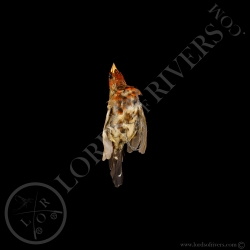 Red Avadavat - Full Skin - Taxidermy - Milliner - Lords Of Rivers