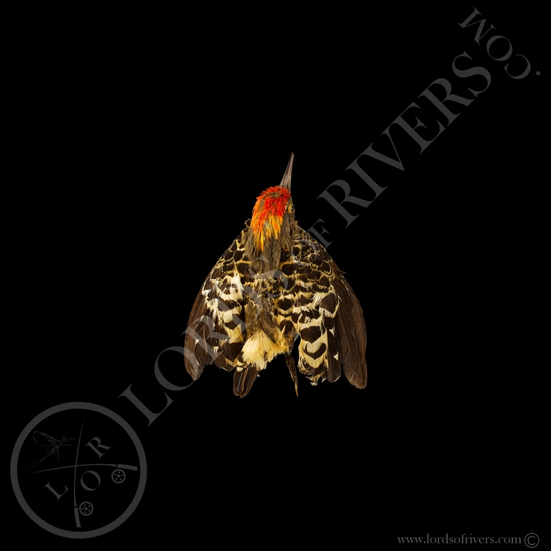Grey-and-buff Woodpecker -  Full Skin - Taxidermy - Milliner - Lords Of Rivers