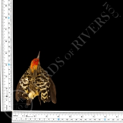 Grey-and-buff Woodpecker -  Full Skin - Taxidermy - Milliner - Lords Of Rivers