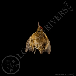 Pic Trapu - Taxidermie - Modiste  - Lords Of Rivers