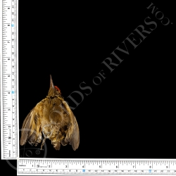 Grey-and-buff Woodpecker -  Full Skin - Taxidermy - Milliner - Lords Of Rivers
