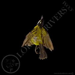 Australian Golden Whistler - Full Skin - Taxidermy - Milliner - Lords Of Rivers