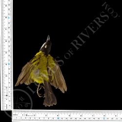 Australian Golden Whistler - Full Skin - Taxidermy - Milliner - Lords Of Rivers