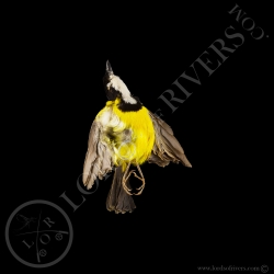 Australian Golden Whistler - Full Skin - Taxidermy - Milliner - Lords Of Rivers