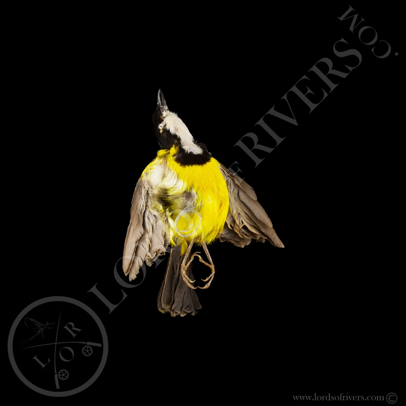 Australian Golden Whistler - Full Skin - Taxidermy - Milliner - Lords Of Rivers