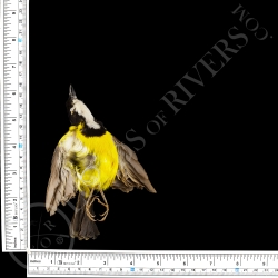 Australian Golden Whistler - Full Skin - Taxidermy - Milliner - Lords Of Rivers