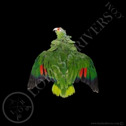 Red-lored Amazon - Full Skin - Lords Of Rivers