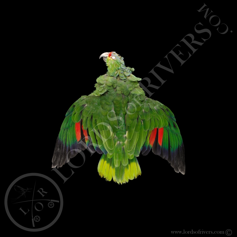 Red-lored Amazon - Full Skin - Lords Of Rivers