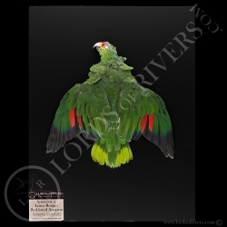 Red-lored Amazon - Full Skin - Lords Of Rivers