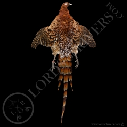 Scintillating cooper pheasant- Full Skin - Lords Of Rivers