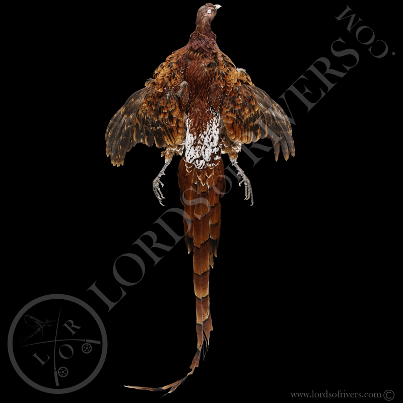 Ijima's Copper Pheasant- Full Skin - Lords Of Rivers