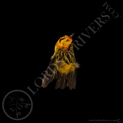 Golden Tanager - Full Skin - Taxidermy - Milliner - Lords Of Rivers