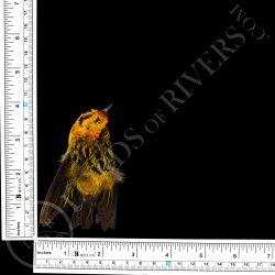 Golden Tanager - Full Skin - Taxidermy - Milliner - Lords Of Rivers
