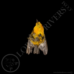 Golden Tanager - Full Skin - Taxidermy - Milliner - Lords Of Rivers