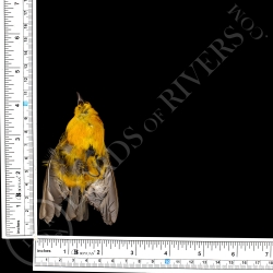 Golden Tanager - Full Skin - Taxidermy - Milliner - Lords Of Rivers