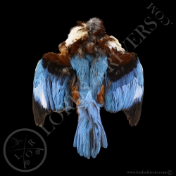 Martin-chasseur de Smyrne Premium - Peau Complète - Full Skin Lords Of Rivers