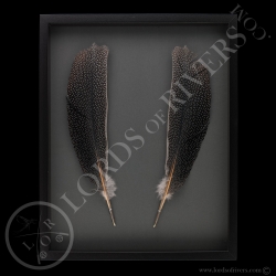 Framed Paired Argus Feathers - Lords Of Rivers