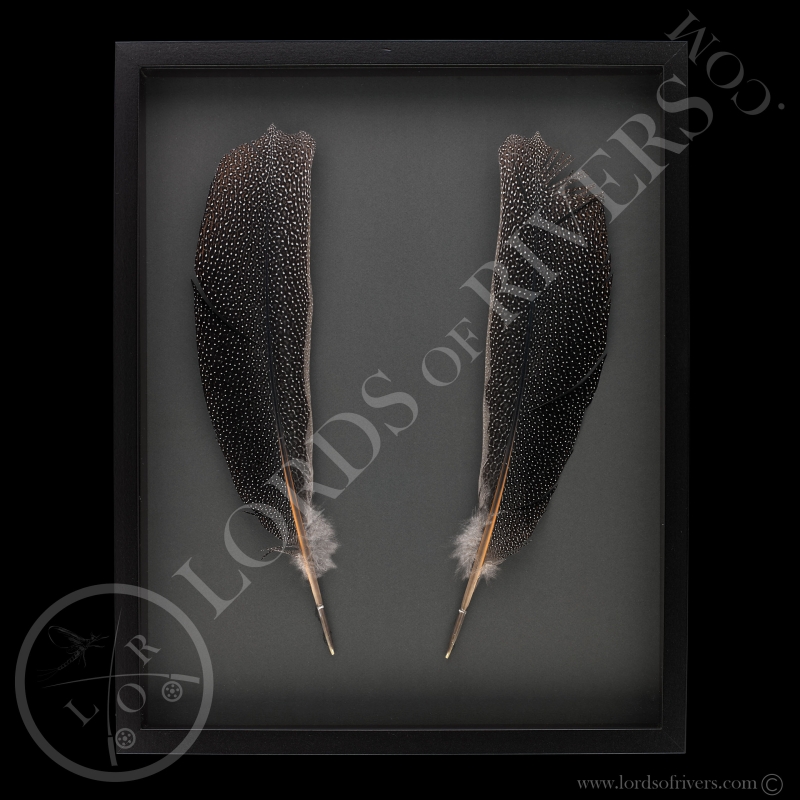 Framed Paired Argus Feathers - Lords Of Rivers